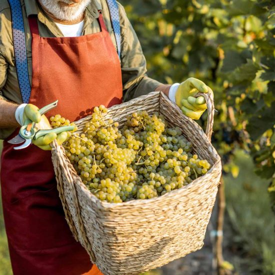 picking-grapes-old-man-1